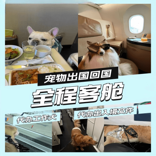 运城市宠物托运到白俄罗斯宠物入境规定和要求